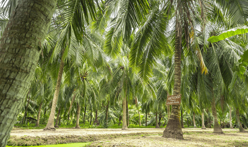 CHIẾN LƯỢC PHÁT TRIỂN SẢN PHẨM DỪA HỮU CƠ CỦA VIETCOCO